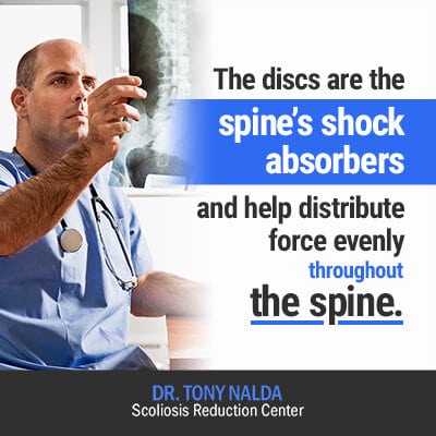 the discs are the spines shock absorbers