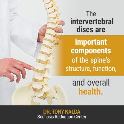 the intervertebral discs are 400