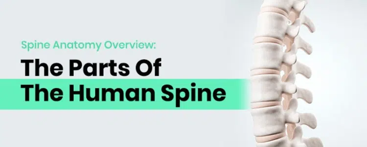 4 Part Lumbar Vertebrae Set Spine Anatomical NEW