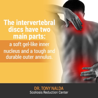 the invertebral discs have 400