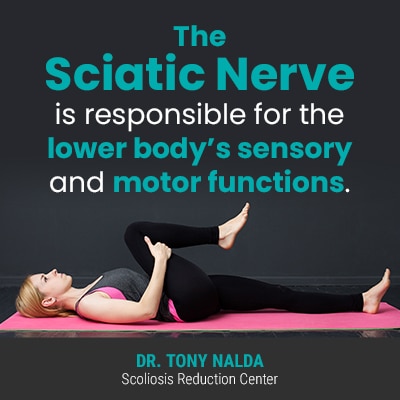 the sciatic nerve is 400