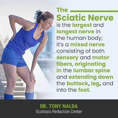 the sciatic nerve is 400 the sciatic nerve is 400