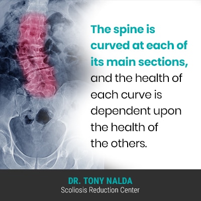 the spine is curved at 400
